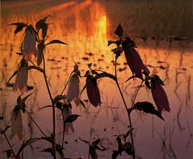 夕日に映る物想う花