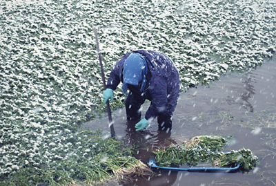厳冬の芹摘み