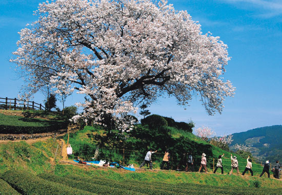 百年桜に元気をもらう