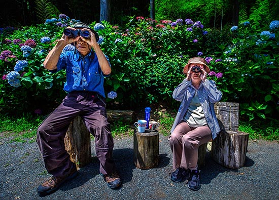 バードウォッチング