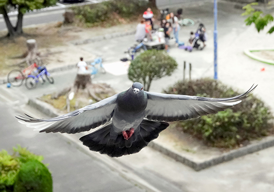 幸せのたより　さりげない日常の中に幸せは息づいている。幸せにとって平和は普遍的な礎である。