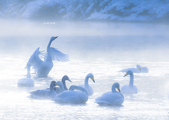 白銀の妖精たち