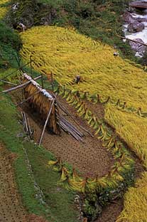 野分のあと