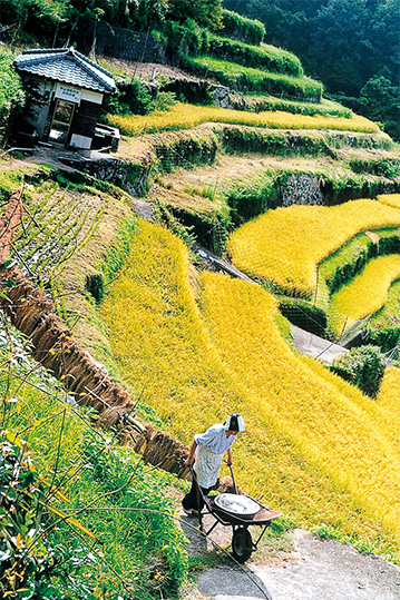 田のある風景